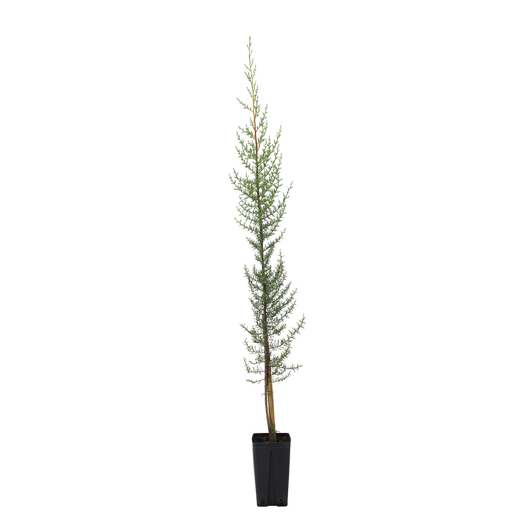 Cupressus sempervirens var. horizontalis - cipresso femmina (Vaso quadro 12x12x20 cm)