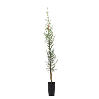 Cupressus sempervirens var. horizontalis - cipresso femmina (Vaso quadro 12x12x20 cm)