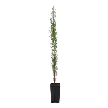 Cupressus sempervirens var. stricta - cipresso maschio, cipresso toscano (Vaso quadro 12x12x20 cm)