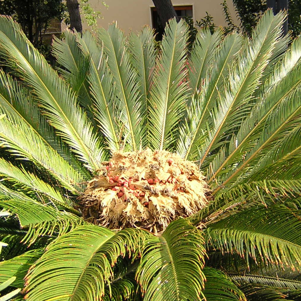 Cycas revoluta  - cicas (Vaso quadro 12x12x20 cm)