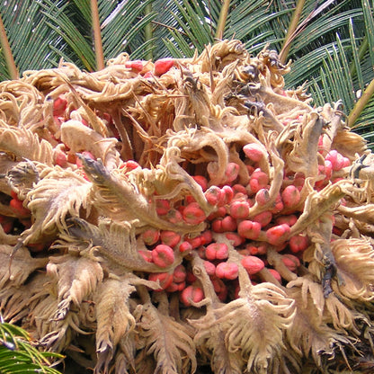 Cycas revoluta  - cicas (Vaso quadro 12x12x20 cm)