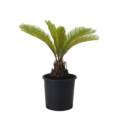 Cycas revoluta - cicas (Vaso 18 cm)