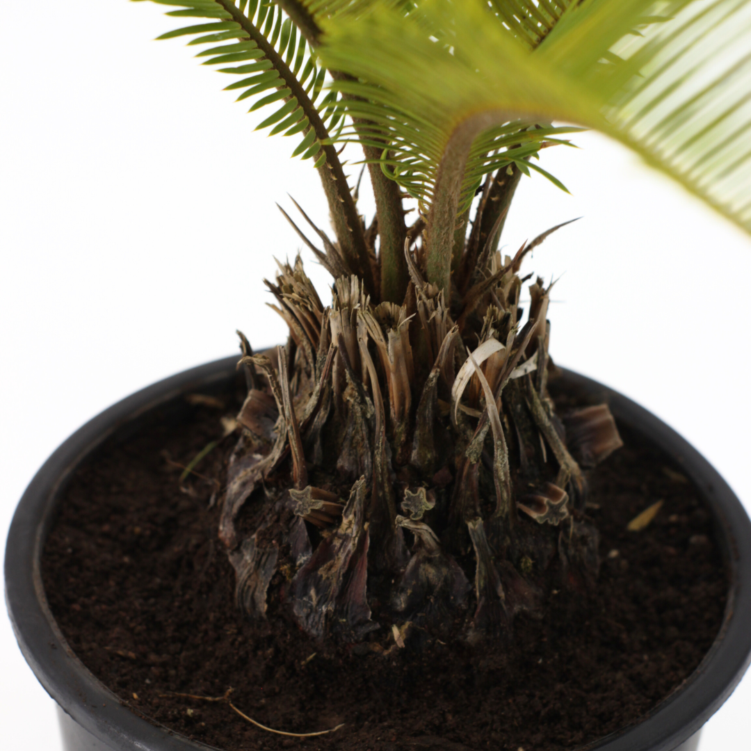 Cycas revoluta - cicas (Vaso 18 cm)