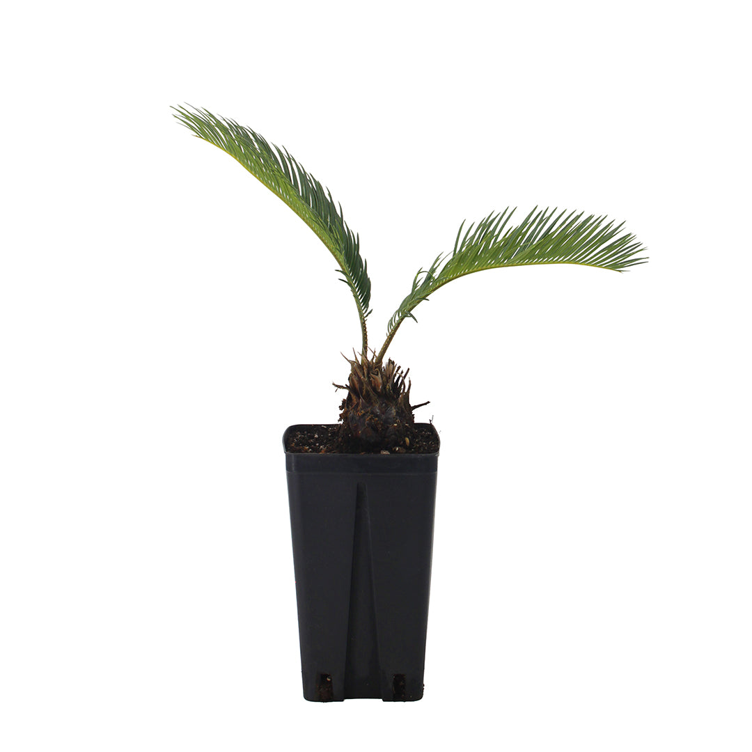 Cycas revoluta  - cicas (Vaso quadro 12x12x20 cm)