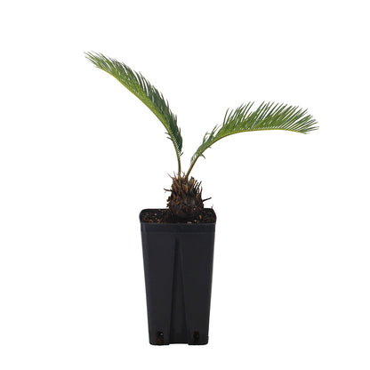 Cycas revoluta  - cicas (Vaso quadro 12x12x20 cm)