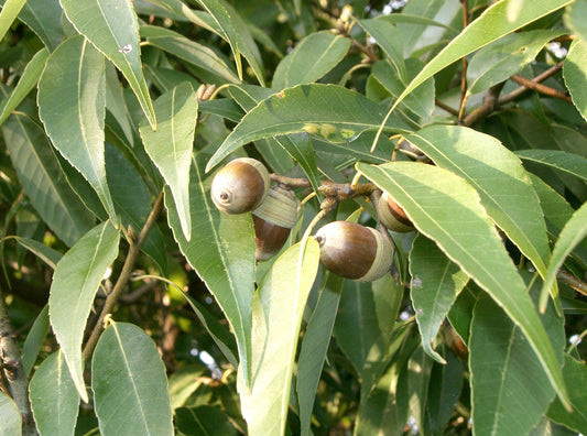 Quercus myrsinifolia - Chinese Oak (2 seeds)