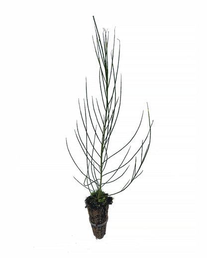 Cytisus scoparius - charcoal broom (Forestry broom)