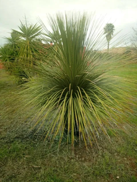 Dasylirion Serratifolium - Dasilirio (25cm low vase)