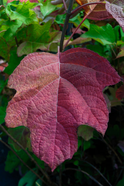 Hydrangea quercifolia - ortensia a foglie di quercia (Vaso 15 cm)