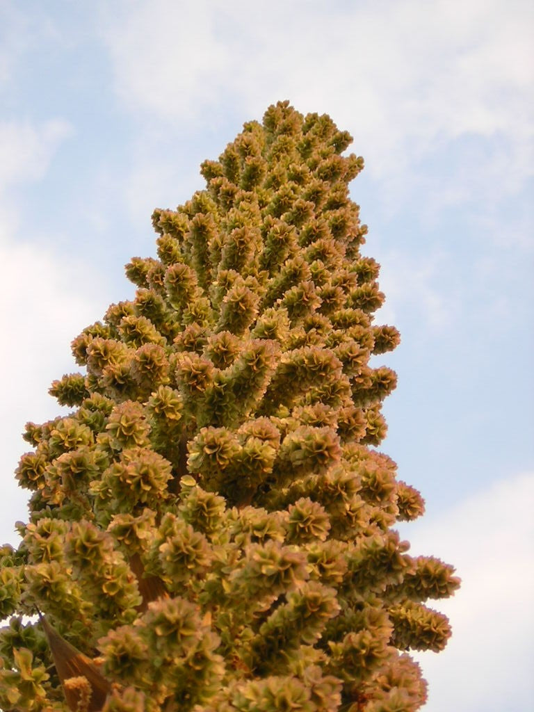 Dasylirion serratifolium - dasilirio (Square vase 7x7x8 cm)