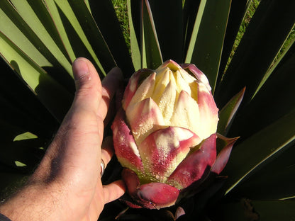 Yucca treculeana - Lancia di Don Chisciotte (Vaso quadro 7x7x10 cm)