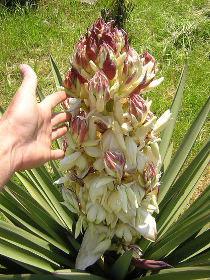 Yucca treculeana - Lancia di Don Chisciotte (Vaso quadro 7x7x10 cm)