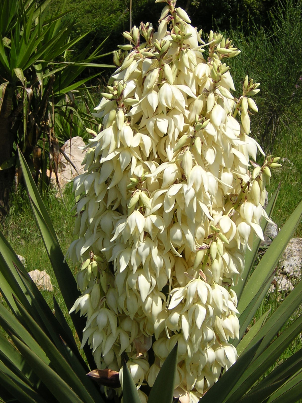 Yucca treculeana - Lancia di Don Chisciotte (Vaso quadro 7x7x10 cm)