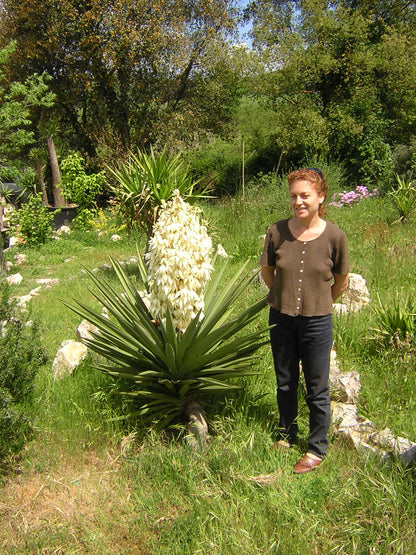 Yucca treculeana - Lancia di Don Chisciotte (Vaso quadro 7x7x10 cm)