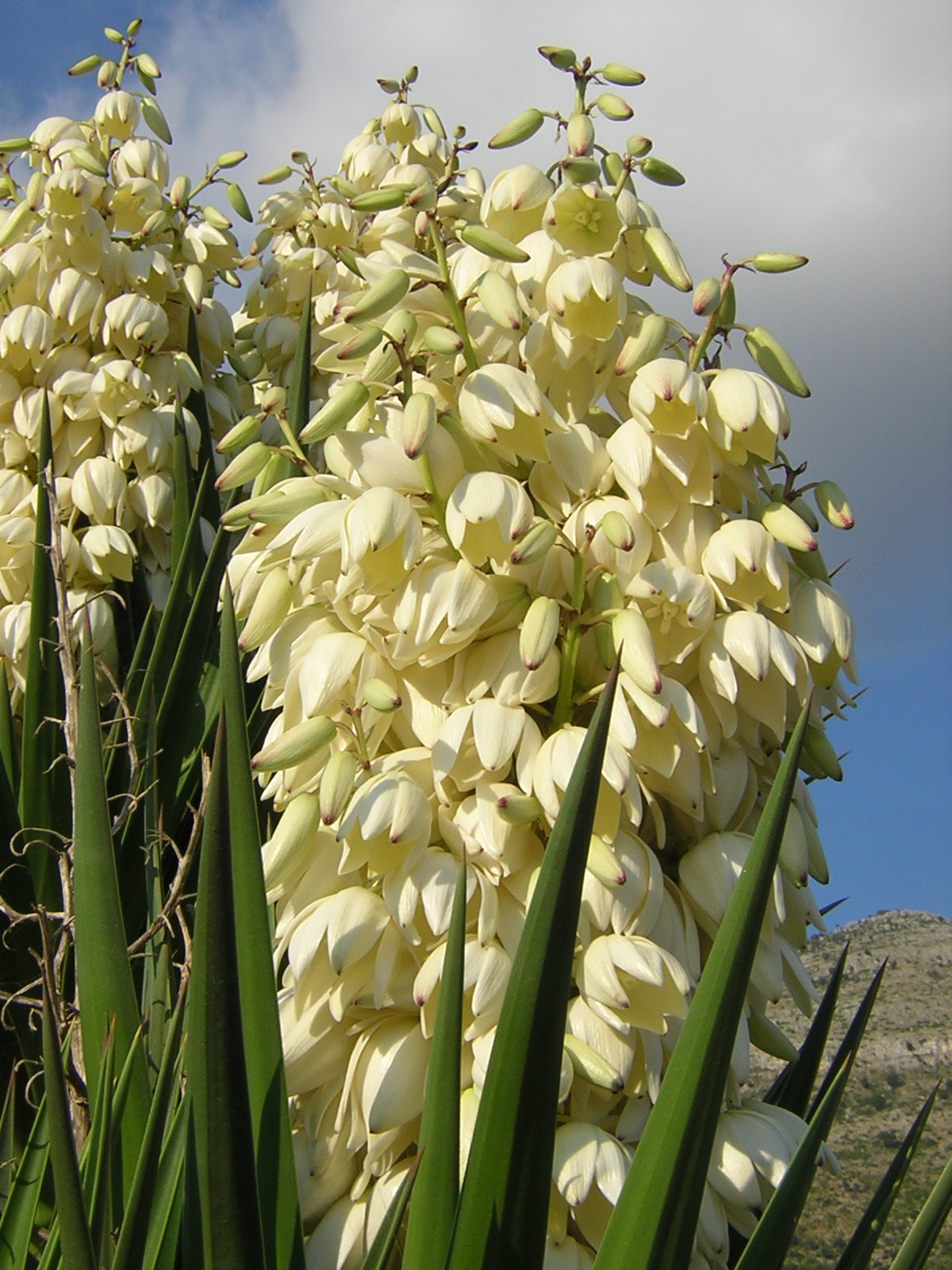 Yucca aloifolia - Spanish Bayonet (Talea)