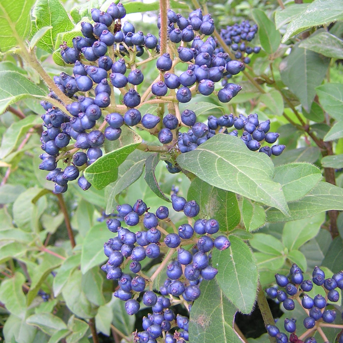 Viburnum tinus - Tino (Alveolo forestale)