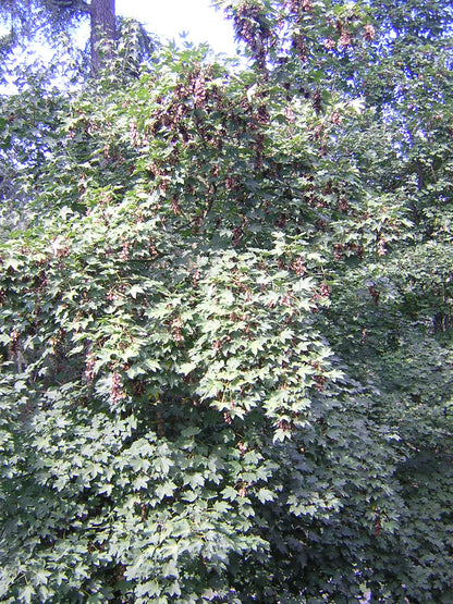 Acer platanoides - acero riccio (Alveolo forestale)