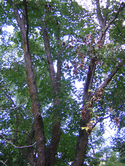 Acer platanoides - acero riccio (Alveolo forestale)