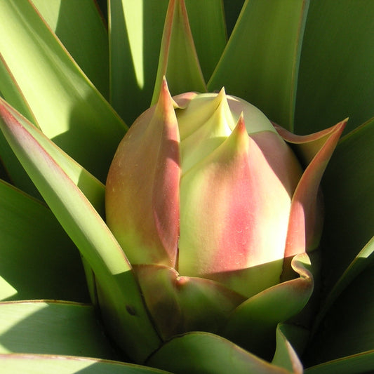 Yucca treculeana - Lancia di Don Chisciotte (Vaso quadro 7x7x10 cm)