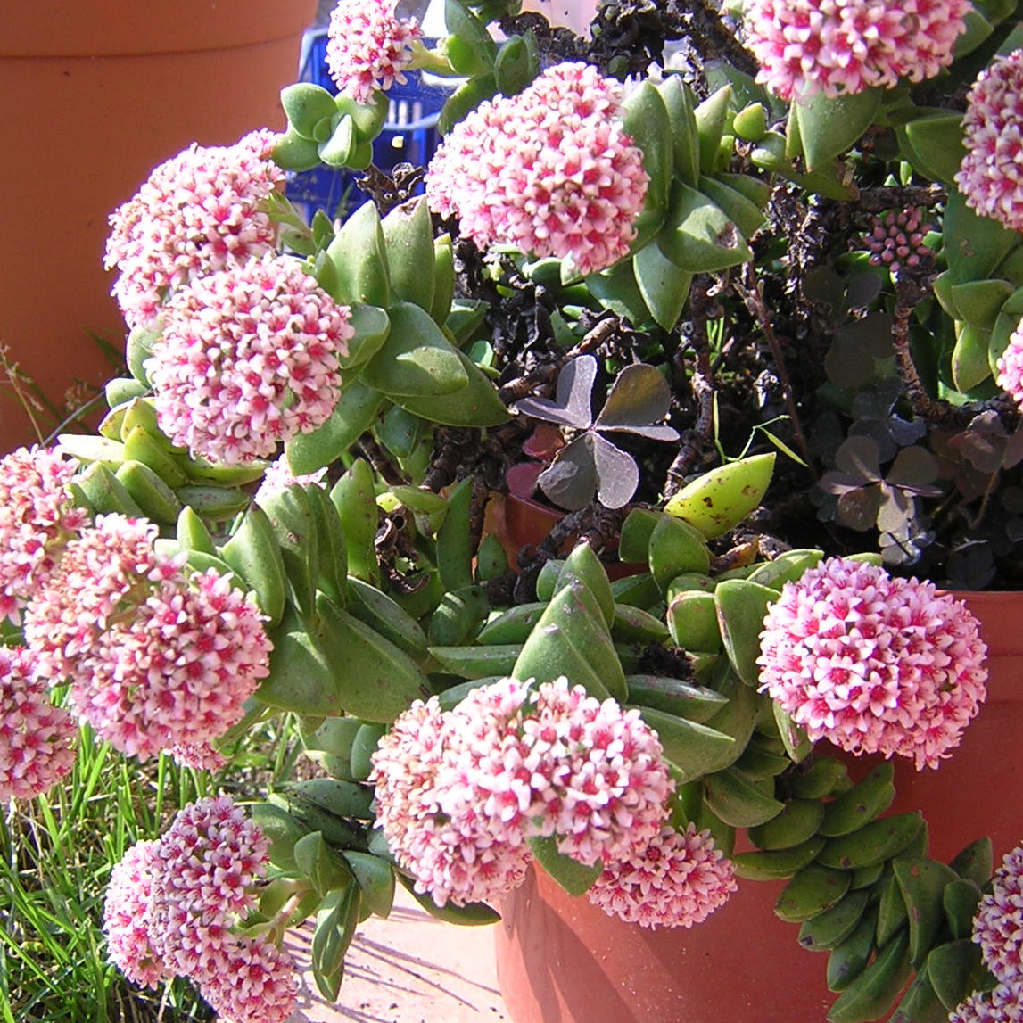 Crassula cv "springtime" - buquet di natale (Vaso 10 cm)