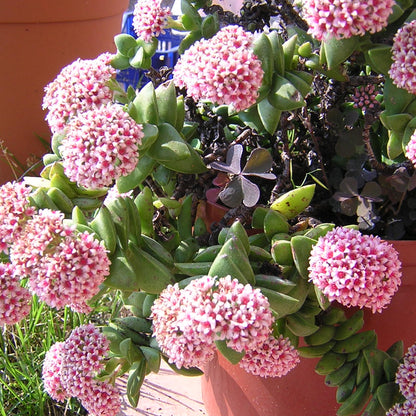 Crassula cv "springtime" - buquet di natale (Vaso 10 cm)