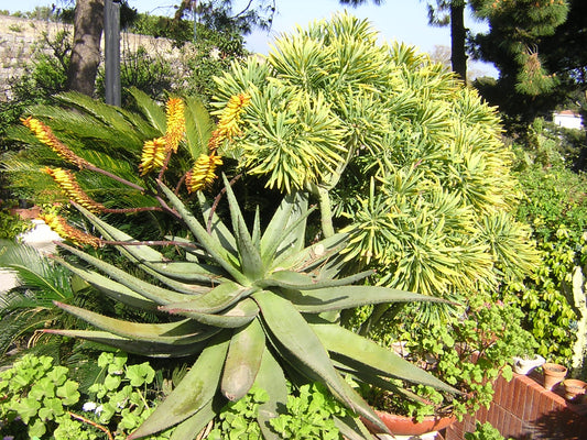 Aloe hereroensis - sand aloe (Square vase 7x7x8 cm)