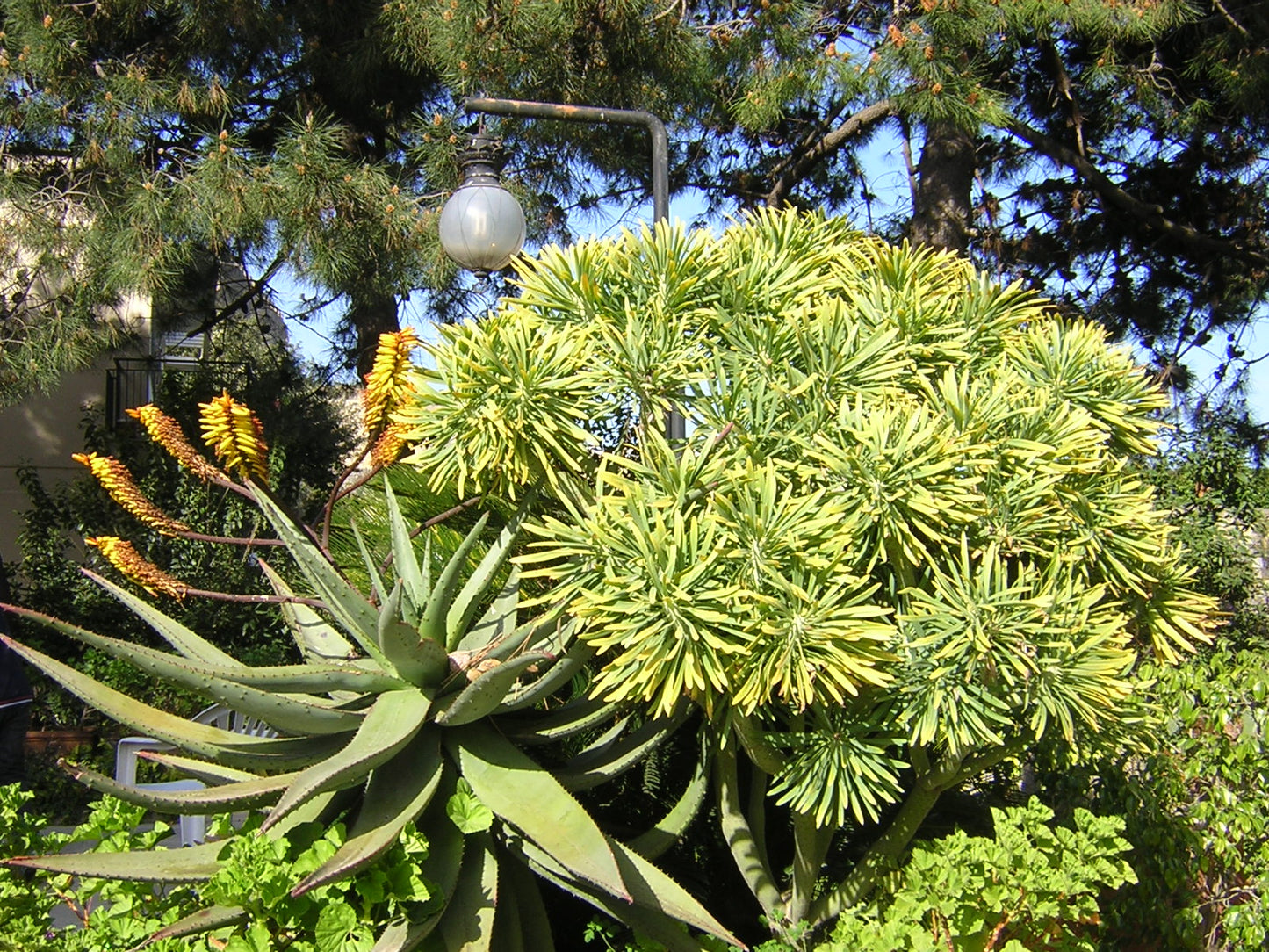 Aloe hereroensis - sand aloe (Square vase 7x7x8 cm)