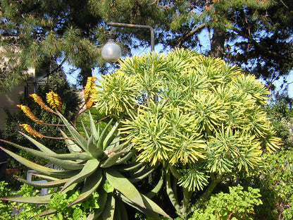 Aloe ferox var. marlothii (Vaso quadro 7x7x8 cm)