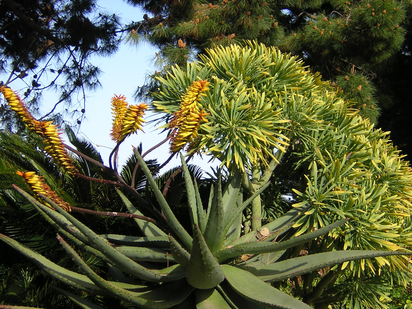 Aloe hereroensis - sand aloe (Square vase 7x7x8 cm)