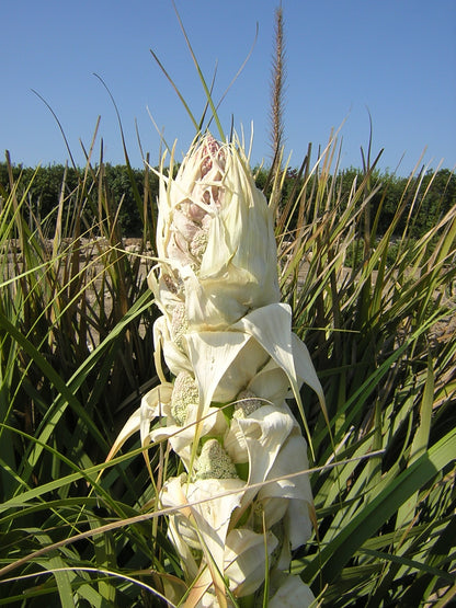 Nolina (syn. Beaucarnea) longifolia - smoke-eating plant (Square vase 7x7x10 cm)