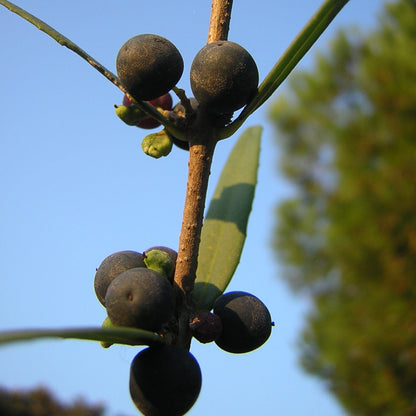 Phillyrea angustifolia - fillirea sottile (Alveolo forestale)