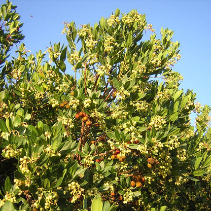 Arbutus Unedo - Strawberry Tree (Forestry Alveolus)