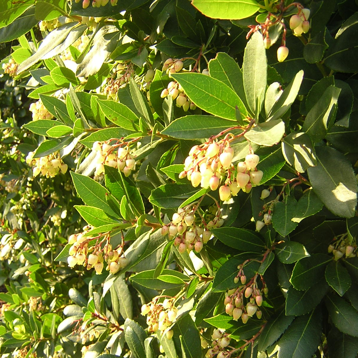 Arbutus Unedo - Strawberry Tree (Forestry Alveolus)