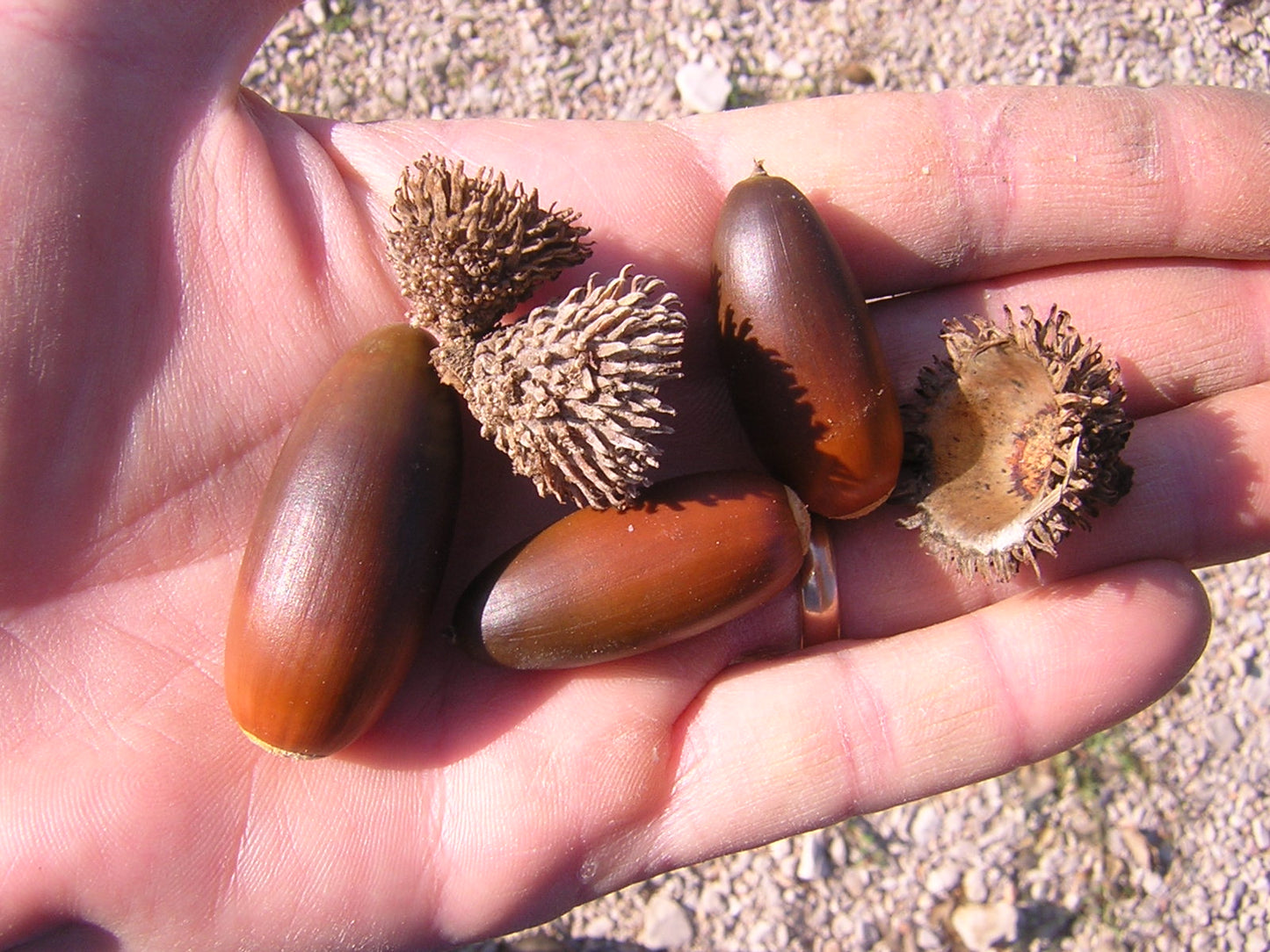 Quercus suber - cork tree (5 seeds)