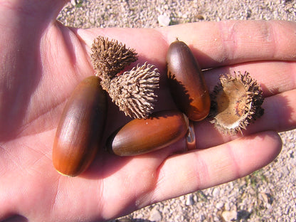 Quercus suber - cork tree (5 seeds)