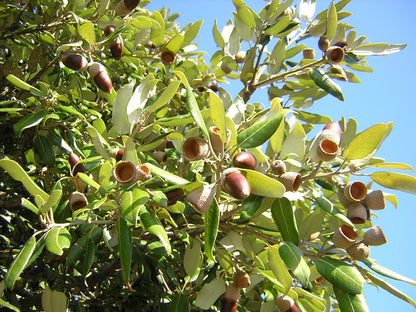 Quercus ilex - leccio (Vaso 20 cm)