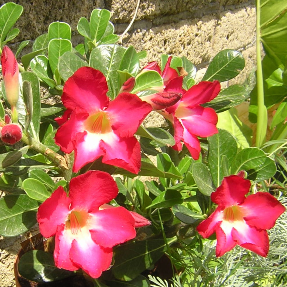 Adenium Obesum Pink - Desert Rose (Square Vase 7X7X8 Cm)