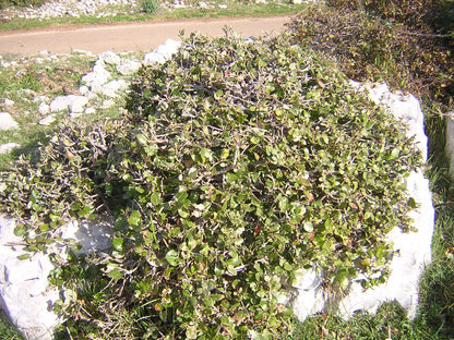 Quercus ilex - leccio (Vaso 20 cm)