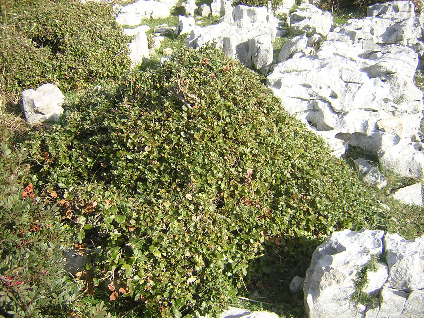 Quercus ilex - leccio (Vaso quadro 9x9x20 cm)