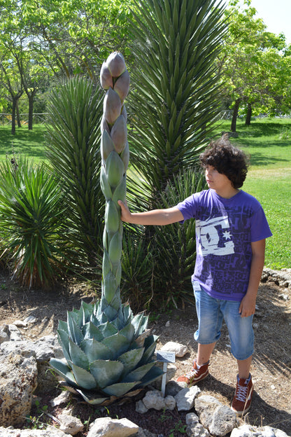 Agave parrasana - agave a foglie larghe (Vaso 15 cm)