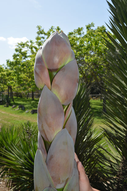 Agave parrasana - agave a foglie larghe (Vaso 15 cm)