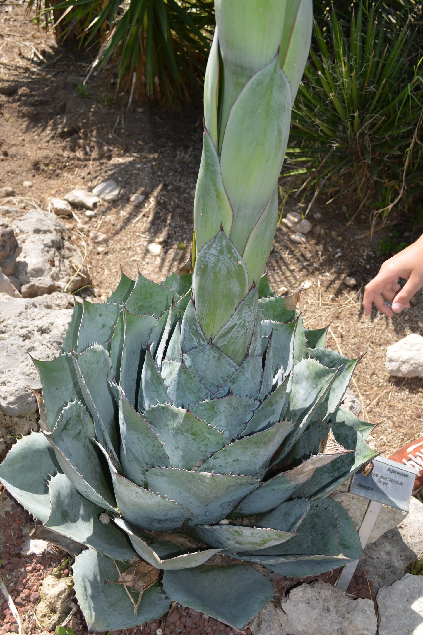 Agave parrasana - agave a foglie larghe (Vaso 15 cm)