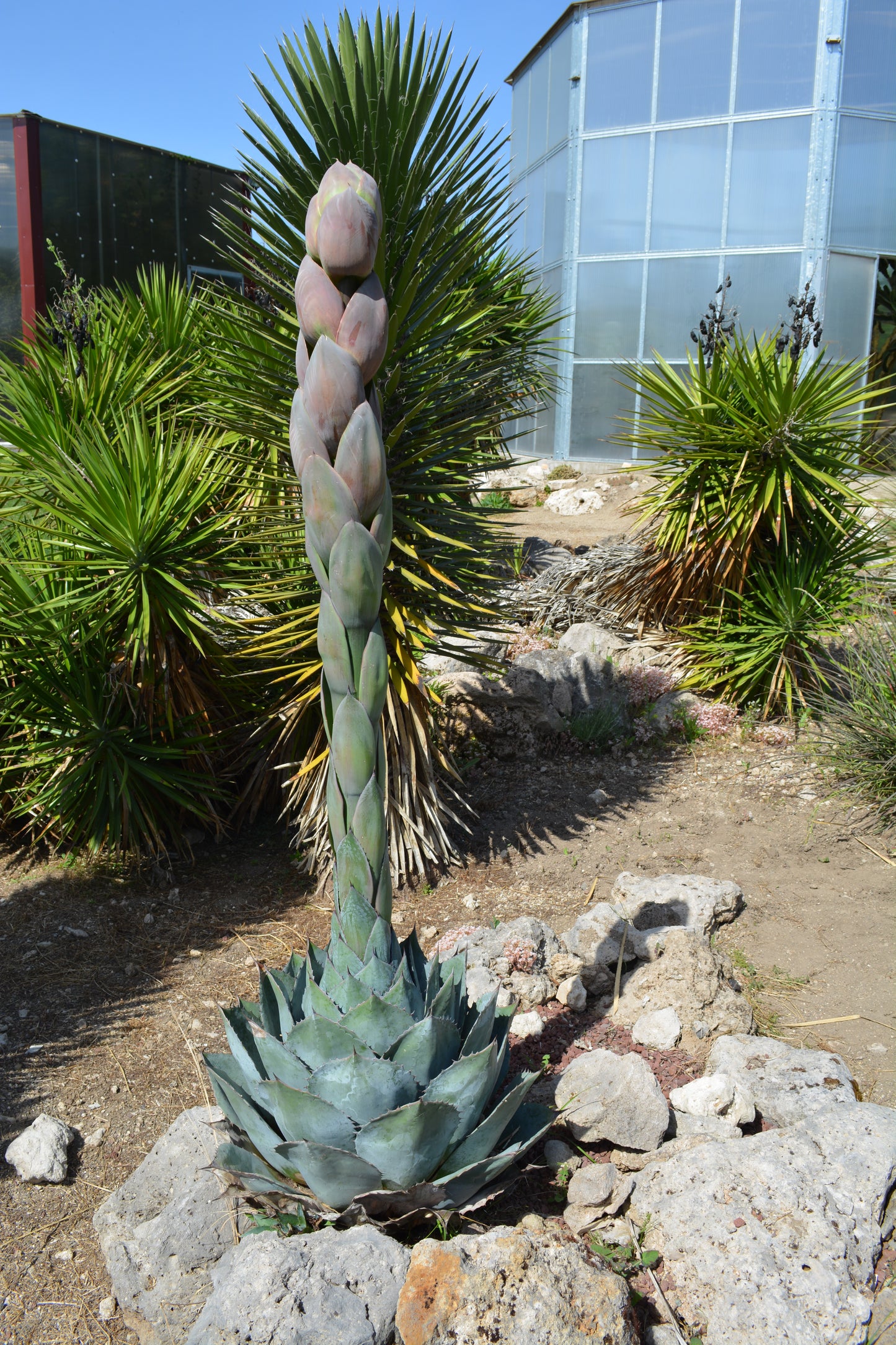 Agave parrasana - agave a foglie larghe (Vaso 15 cm)