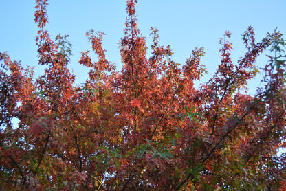 Quercus palustris - quercia scarlatta (5 semi)