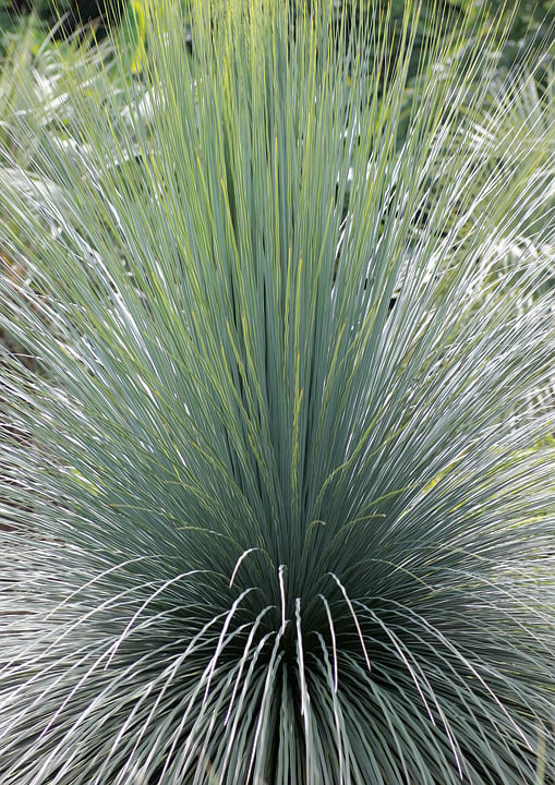 Dasylirion acrotrichum - dasilirio (Vaso 18 cm)