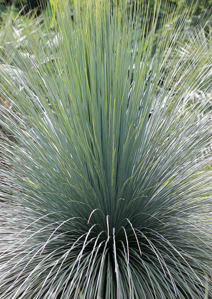 Dasylirion acrotrichum - dasilirio (Pot 18 cm)