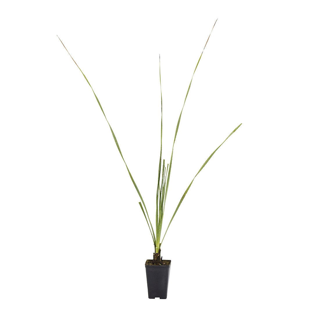 15x Dasylirion acrotrichum - dasilirio (Offerta 15 Vasi quadri 9x9x13 cm)