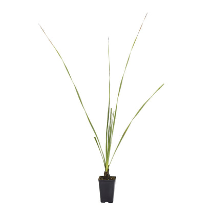 15x Dasylirion acrotrichum - dasilirio (Offerta 15 Vasi quadri 9x9x13 cm)