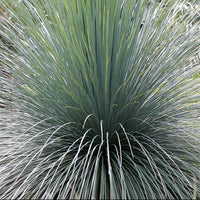 15x Dasylirion acrotrichum - dasilirio (Offerta 15 Vasi quadri 9x9x13 cm)