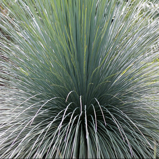 15x Dasylirion acrotrichum - dasilirio (Offerta 15 Vasi quadri 9x9x13 cm)